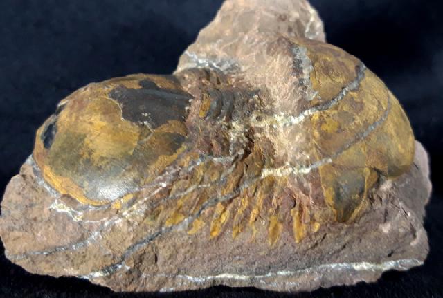 Ectillaenus giganteus (BURMEISTER 1843) - Bild &copy; FossNet FossilienStore